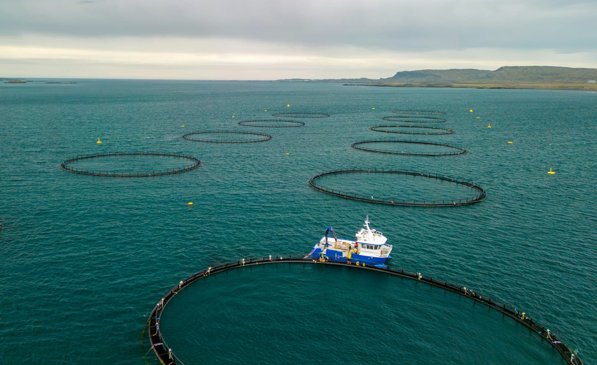 Drone view of circular salmon pens at a sea farm — the industry recirculating aquaculture systems serve